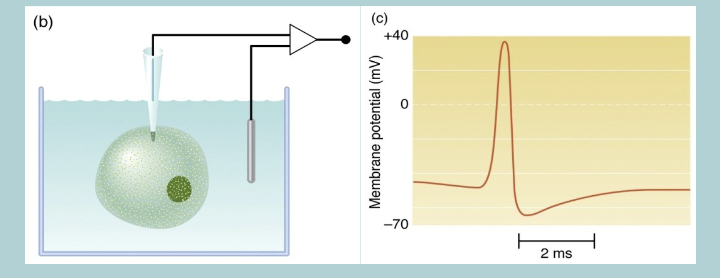 <p>Only EXCITABLE cell types (muscle cells and neurons) can generate ACTION POTENTIALS&nbsp;</p>
