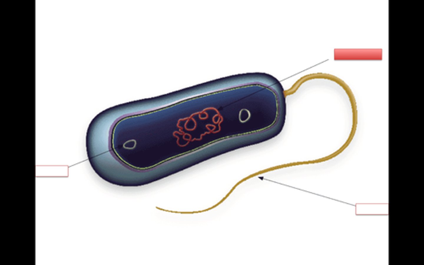 <p>The region of Bacteria that contains DNA</p>