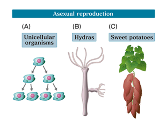 <p><span>Single individual passes on all of its genes to its progeny</span></p><p><span>Progeny are genetically identical to the parent- a clone</span></p><p><span>Genetic differences rarely occur</span></p>