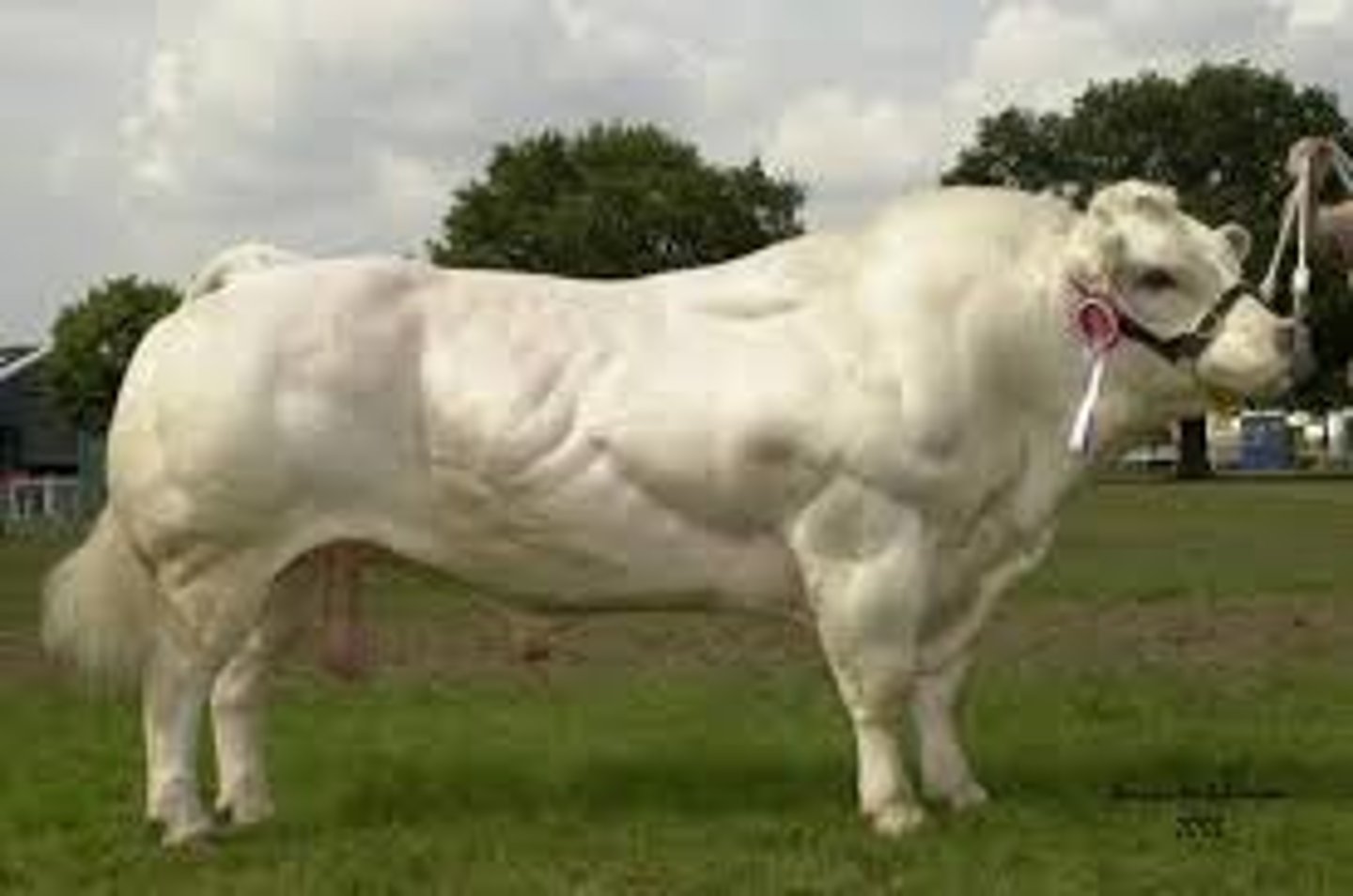 <p>- Originated from Belgium</p><p>- Paternal and Exotic/continental breed</p><p>- Spotted to white with usual roan pigment</p><p>- Double muscled</p><p>- Often shown sheared off to show extreme muscle expression</p><p>- Produces unusually tender meat</p>