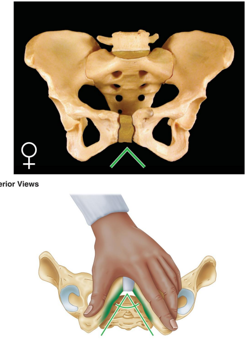 <p>What is the shape of the female pelvic inlet?</p>