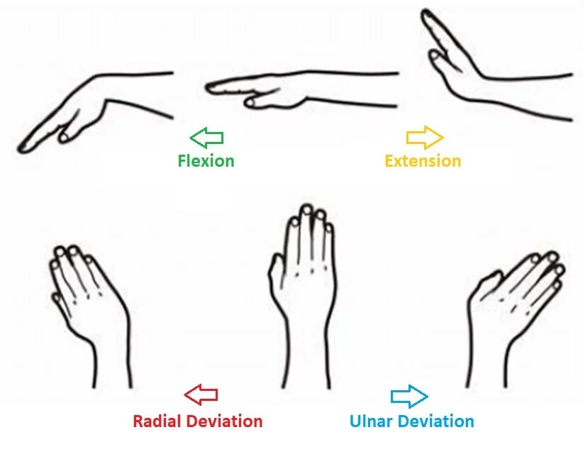 <ol><li><p>Flexes wrist in radial direction&nbsp;</p></li><li><p>Abducts hand&nbsp;(radial deviation) </p></li></ol><p></p>