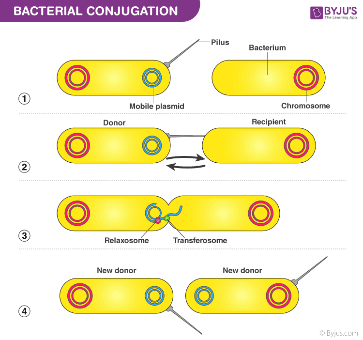 <ul><li><p>bacteria kissing</p></li><li><p>one bacteria passes drug resistance to another bacteria</p></li></ul>