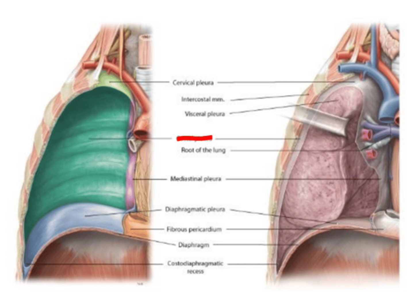 <p>covers the inner surface of the rib cage</p>