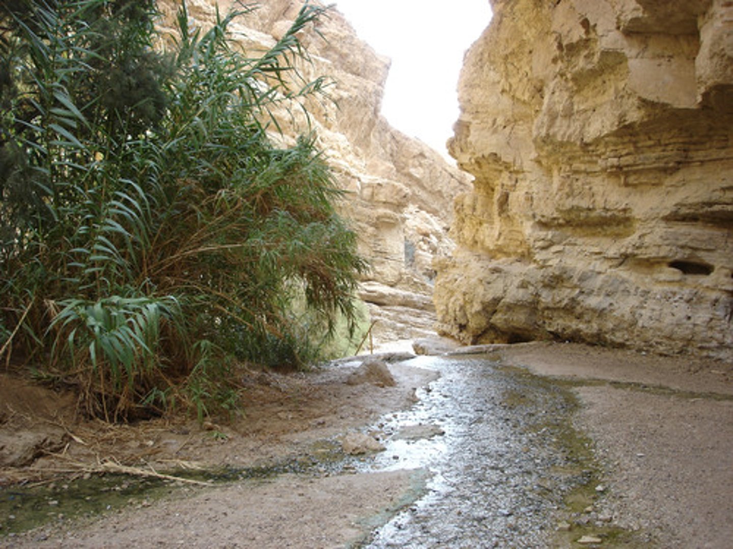 <p>in the desert, a stream bed that is dry except during a heavy rain</p>