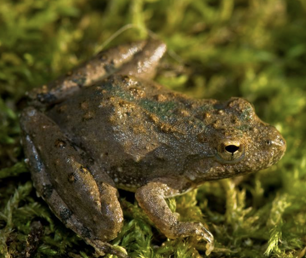 <p>amphibian?</p>