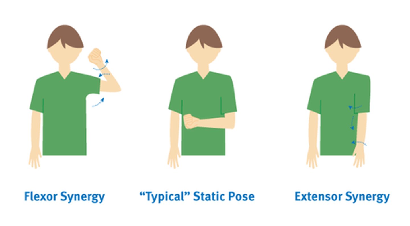 <p>-Scapular retraction, elevation or hyperextension</p><p>-Shoulder ABD/ER</p><p>-Elbow flexion</p><p>-Forearm supination</p><p>-Wrist and finger flexion</p>
