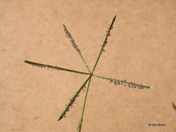 <p>Bermudagrass&nbsp;</p>