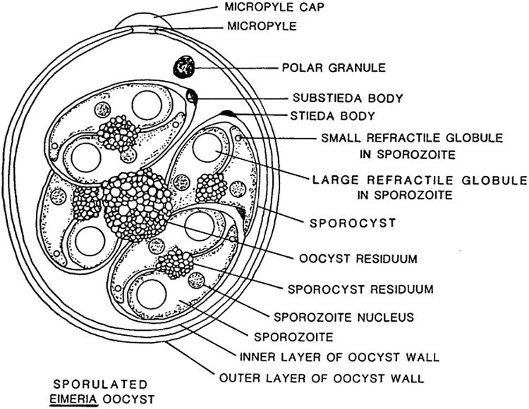 <p>Flotation (4 sporocysts each with 2 sporozoites)</p>