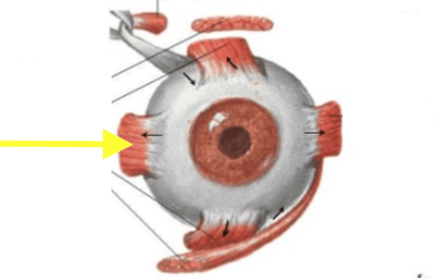 <p>muscle in the orbit that moves eye toward the nose; facilitates horizontal eye movement and convergence</p>