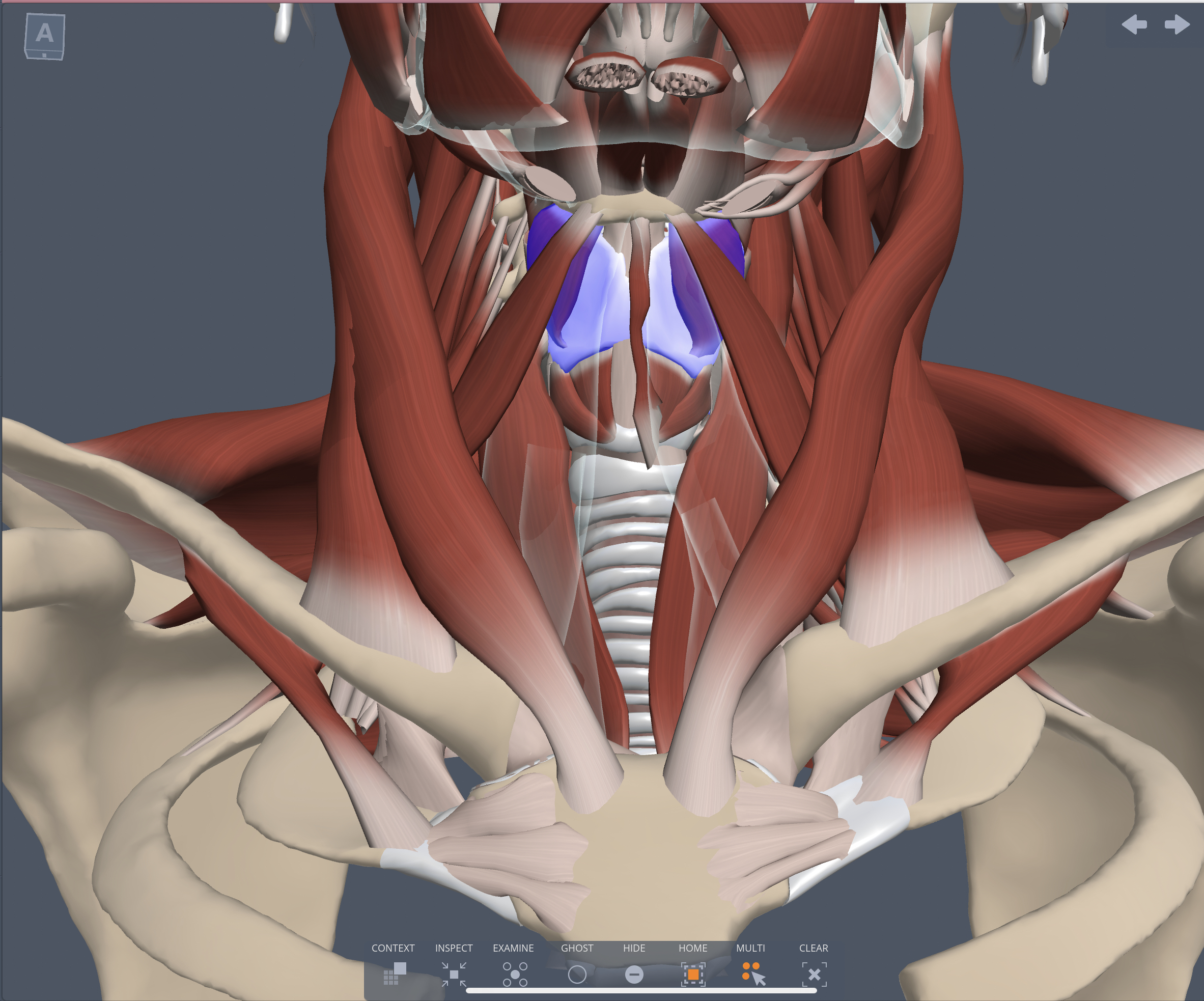 Insertion of the Thyrohyoid muscle