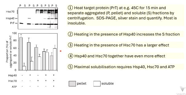 <ol><li><p>aggregation</p></li><li><p>soluble, centrifugation</p></li><li><p>S</p></li><li><p>greater</p></li><li><p>ATP</p></li></ol><p></p>