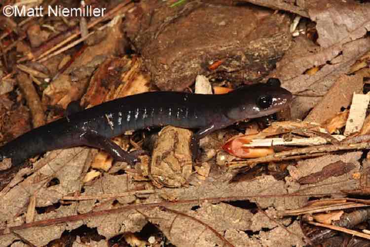 <p>A long, (3.5 to 5.0 inches in length)&nbsp;slate gray to bluish-black&nbsp;salamander with no distinguishing colors or markings. The belly is gray to black.</p>