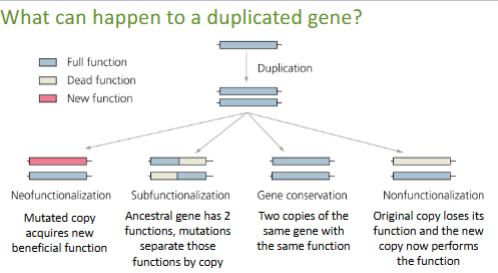 <p><strong>Subfunctionalization</strong> can lead to an <strong>escape from adaptive conflict</strong> when a gene with two conflicting functions is duplicated, allowing each copy to specialize in one task and improve independently.</p><p>In the <strong>Antarctic eelpout</strong>, the <strong>SAS-B gene</strong> originally performed two functions: <strong>sialic acid synthesis</strong> and weak <strong>ice-binding</strong>. These functions conflicted—improving one impaired the other. After <strong>gene duplication</strong>, one copy retained and enhanced the catalytic function (<strong>SAS-B</strong>), while the other (which became <strong>AFPIII</strong>) lost catalytic activity but evolved into a highly effective <strong>antifreeze protein</strong>. This division of labor allowed both functions to <strong>optimize without constraint</strong>, demonstrating how subfunctionalization resolved the conflict through specialization.</p><p></p><p><span style="color: #000000">Escape from Adaptive Conflict</span><span style="color: #000000"><br></span><span style="color: #000000">• Adaptive constraint: multiple functions/genotypes cannot be</span><span style="color: #000000"><br></span><span style="color: #000000">optimized simultaneously</span><span style="color: #000000"><br></span><span style="color: #000000">• Duplication provides a pathway by which each gene can</span><span style="color: #000000"><br></span><span style="color: #000000">specialize to a single function</span><span style="color: #000000"><br></span><span style="color: #000000">example: Lycodichthys dearborni</span></p><p><span style="color: #000000">SAS-B protein (from ancestral SAS-A) inhibits ice crystal growth &amp;</span><span style="color: #000000"><br></span><span style="color: #000000">changes their shape and catalyzes formation of sialic acid, but when</span><span style="color: #000000"><br></span><span style="color: #000000">modified to be antifreeze-like, it loses its original function</span><span style="color: #000000"><br><br></span><span style="color: #000000">Positive selection for altered function</span><span style="color: #000000"><br></span><span style="color: #000000">of both genes after duplication</span></p><p><br><br></p>
