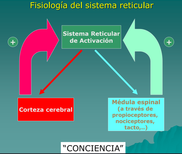<p>Tiene conexiones <strong>ascendentes </strong>con la <strong>corteza cerebral </strong>y <strong>descendentes </strong>con la <strong>médula espinal</strong> = <span style="color: #35c034">Sistema Reticular de  Activación.</span></p><p></p>
