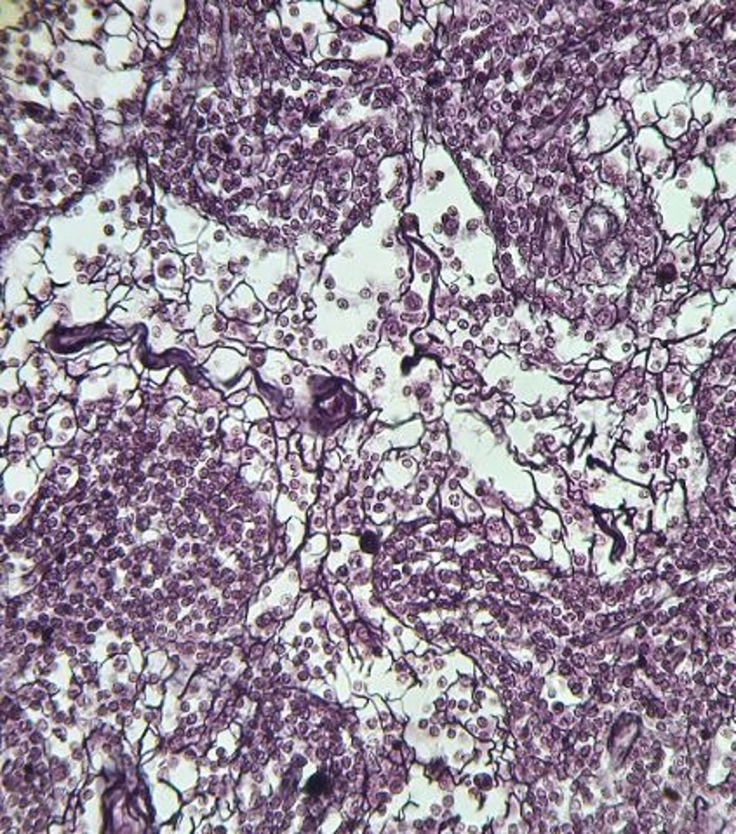 <p>Identify the tissue.</p>