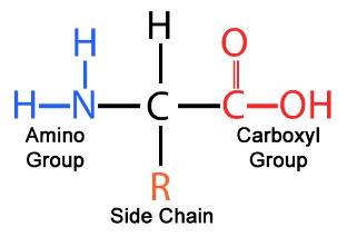<p>Amino acids (joined by peptide bonds)</p>