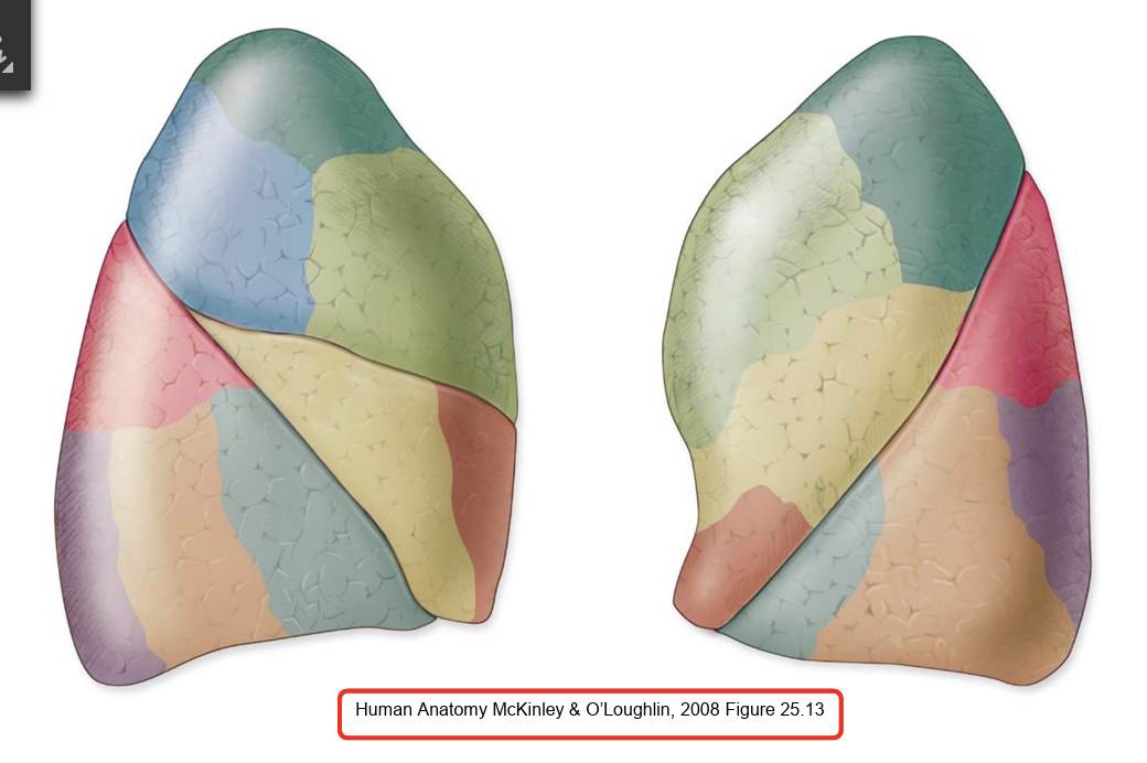<p> Segment of the lung supplied by a tertiary bronchus</p>