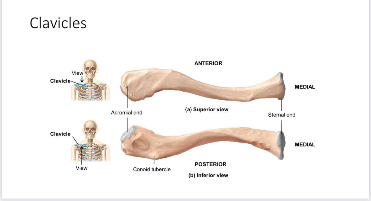 <p>Clavicle: conoid tubercle</p>