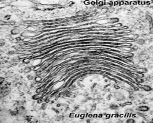 <ul><li><p>features</p></li><li><p>Consists of flattened sacs called <strong>cisternae</strong>, which are stacked on top of one another​</p></li><li><p>Has a two sides: <strong>cis-side</strong> (receives products at that site), and a <strong>trans-side</strong> (discharges products)​</p></li><li><p>Transport vesicles bud off​</p></li><li><p>Most of these are packaged into vesicles for secretion through the plasma membrane​</p></li><li><p>Difference to rER:​</p></li><li><p>No attached ribosomes​</p></li><li><p>Often sited close to the plasma membrane​</p></li><li><p>The cisternae are shorter and more curved than those of rER​</p></li></ul><p></p><ul><li><p>functions&nbsp;</p></li><li><p><strong>Processes proteins </strong>that arrive from the rER. ​</p></li><li><p>functions in collection, packaging, modification and distribution and transportation of materials synthesised in the cell​.&nbsp;</p></li></ul><p></p>