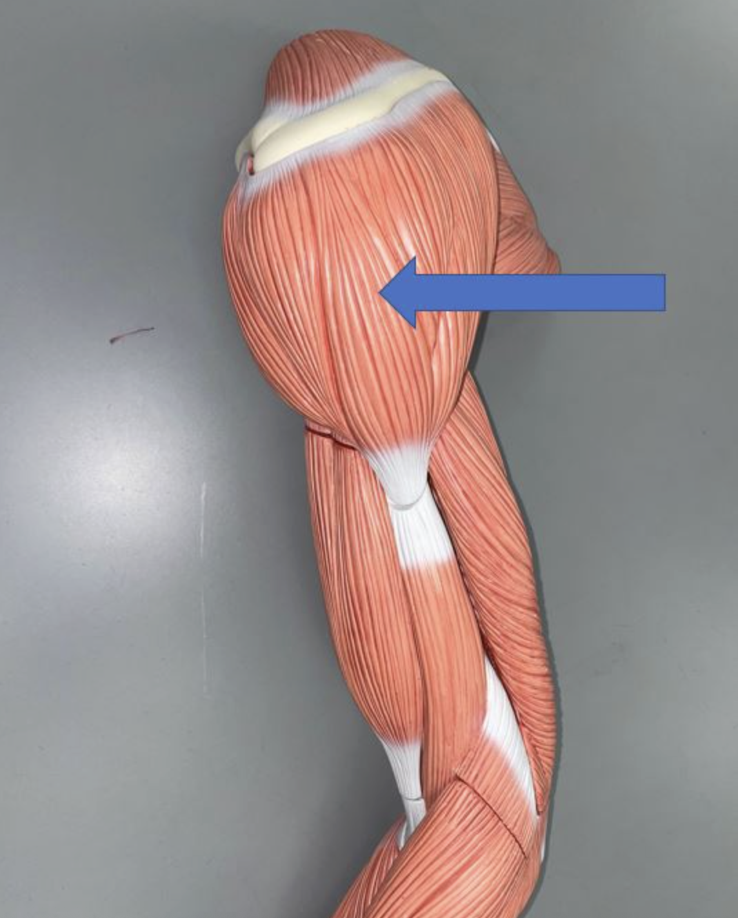 <p>muscle name & function</p>