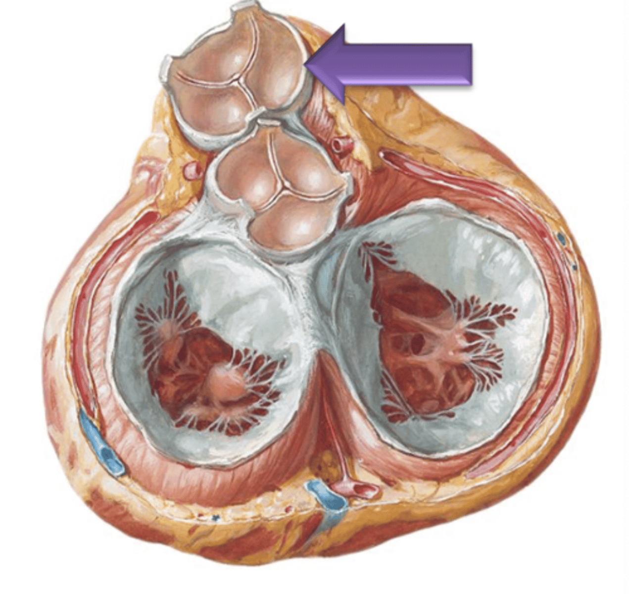 <p>For each semilunar valve, there are ___ cusps. </p>
