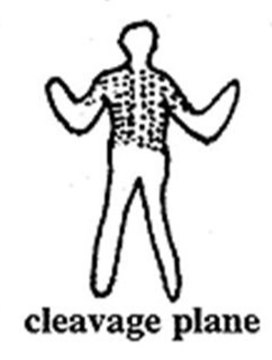 <p>arranged along lines of skin tension</p>