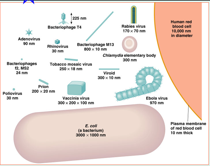 <p><span style="font-family: &quot;Times New Roman&quot;">•</span><span>Viruses contain <strong>DNA or RNA</strong></span></p><p><span style="font-family: &quot;Times New Roman&quot;">•</span><span>And a <strong>protein coat</strong></span></p><p><span style="font-family: &quot;Times New Roman&quot;">•</span><span>Some are enclosed by an<strong> envelope</strong></span></p><p><span style="font-family: &quot;Times New Roman&quot;">•</span><span>Some viruses have spikes</span></p><p><span style="font-family: &quot;Times New Roman&quot;">•</span><span>Most viruses infect only <strong>specific types</strong> of cells in <strong>one host</strong></span></p><p><span style="font-family: &quot;Times New Roman&quot;"><strong>•</strong></span><span><strong>Host range</strong> is determined by specific host attachment sites and cellular factors</span></p><p><span style="font-family: &quot;Times New Roman&quot;">•</span><span><strong>Multiply inside living cells using the machinery of the host</strong></span></p>