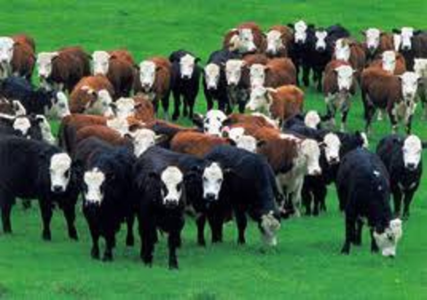 <p>herd</p>