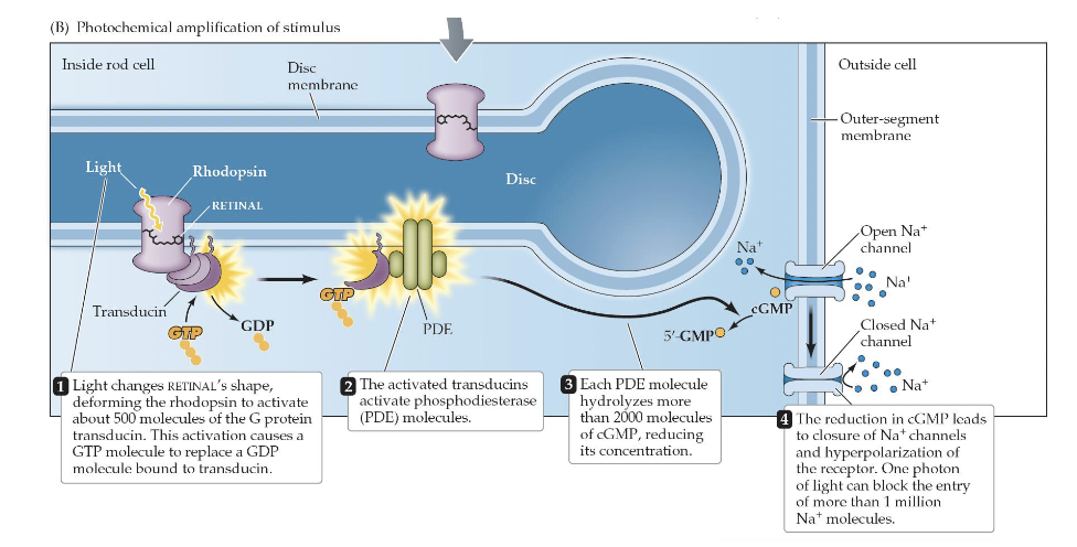 <ul><li><p>Even small amounts of light can cause activation of a large amount of molecules - this allows weak signals to be amplified (500 molecules of different protein get release) </p></li><li><p>The main effect of all this is to close sodium channels and hyperpolarize the photoreceptor cell (they work in a counterintuitive way, when light enters cell, they close sodium channels) </p></li></ul><p></p>