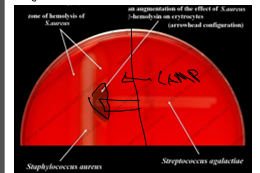 <p>look for triangular zone of enhanced beta-hemolysis (synergistic)</p>
