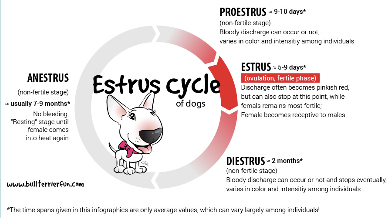 <p>1- Proestrus Phase (Preparatory stage – NO sexual reception) 2- Estrus Phase (Ovulation, sexual reception and mating) 3- Metestrus or Diestrus phase (After-mating – NO sexual reception) 4- *Anestrus phase (Sexual Inactivity – NO sexual reception)</p>