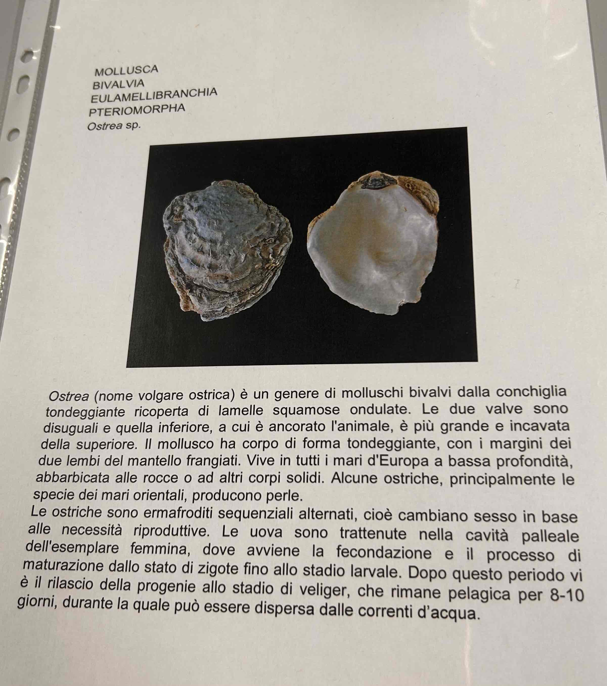 <p>Bivalvi</p><p>(Lamellibranchi)</p><p>Ostrea sp.</p><p>(Ostrica)</p>