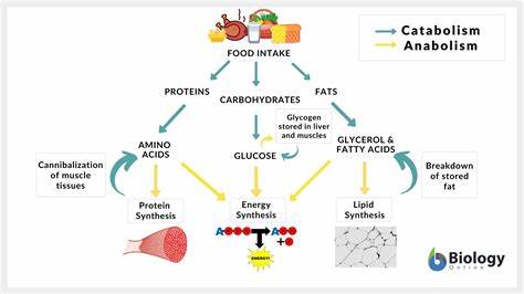 <p>When you eat, you will then metabolize that food. What two processes are going to occur next?</p>