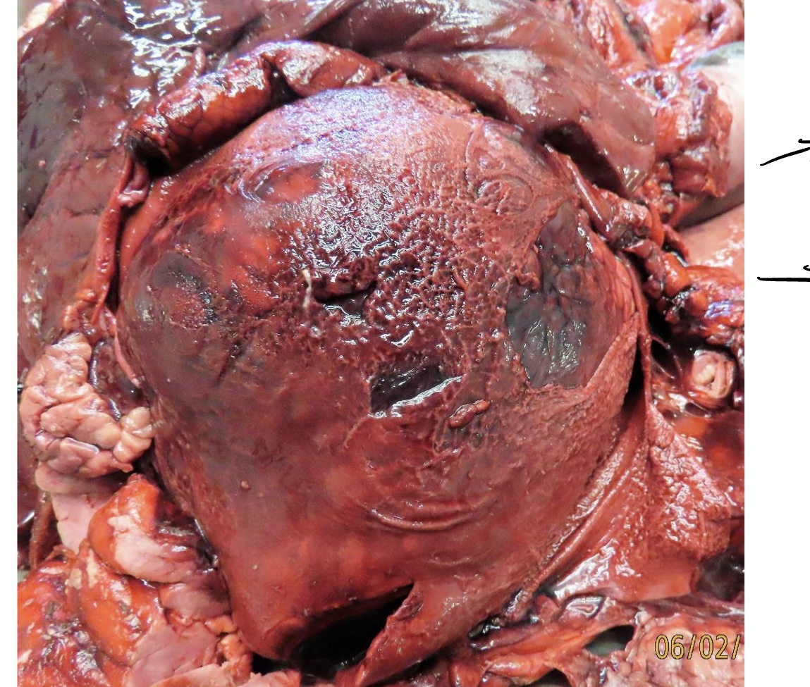 <p>what is this?</p>