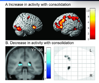 <p><strong>voor de oude herinneringen was er minder activiteit in de hippocampus maar meer in de corticale regio’s waar die informatie verwerkt wordt</strong></p><p>Increases with consolidation in </p><ul><li><p>FFA, PPC,</p></li></ul><p></p><p>Decreases with consolidation in hippocampus</p>