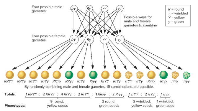 <p>A law proposed by Mendel in which two different genes will randomly assort their genes during the process that gives rise to gametes. According to this law, the phenotypic ratio in the second generation would be 9:3:3:1.</p><p>Ex) If a parent is RrYy, the R and r alleles will segregate into gametes independently of the Y and y alleles. This will produce RY, Ry, rY, and ry gametes in equal amounts.</p><p>Y is just as likely to assort with R as it is with r and y is just as likely to assort with R as it is with r.</p>