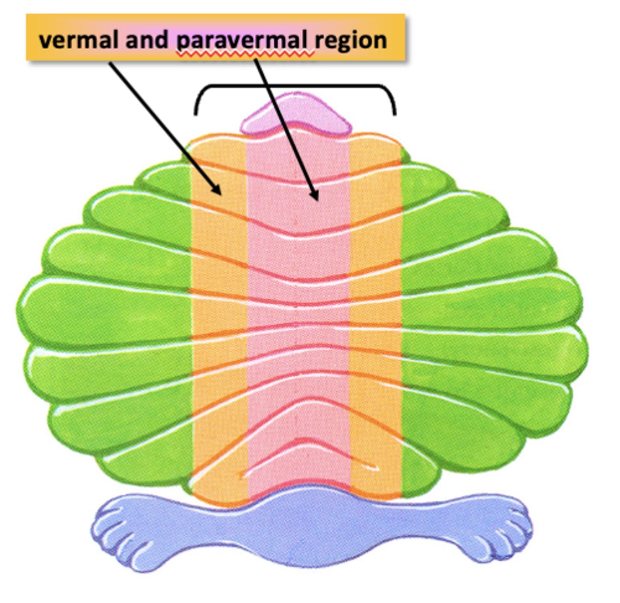 <p>Consists of 2 regions:</p><p>- Vermal</p><p>- Paravermal</p><p>Receives proprioceptive info from the spinal cord</p>