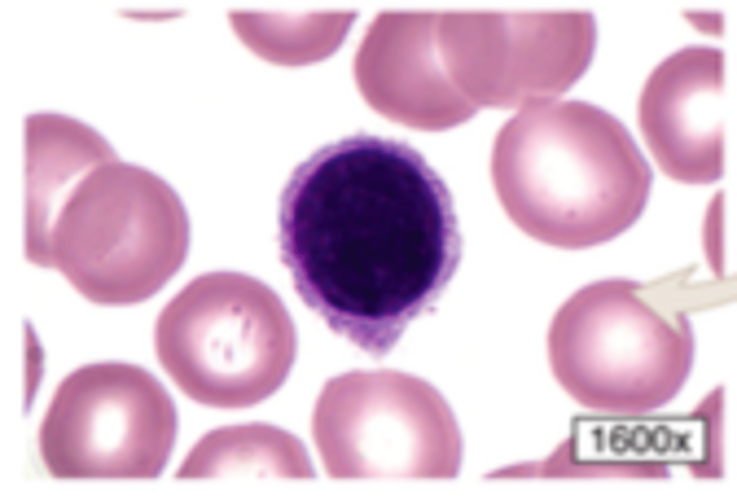<p>part of the specific immune response (T cells and a cells), leading to antibody production</p>