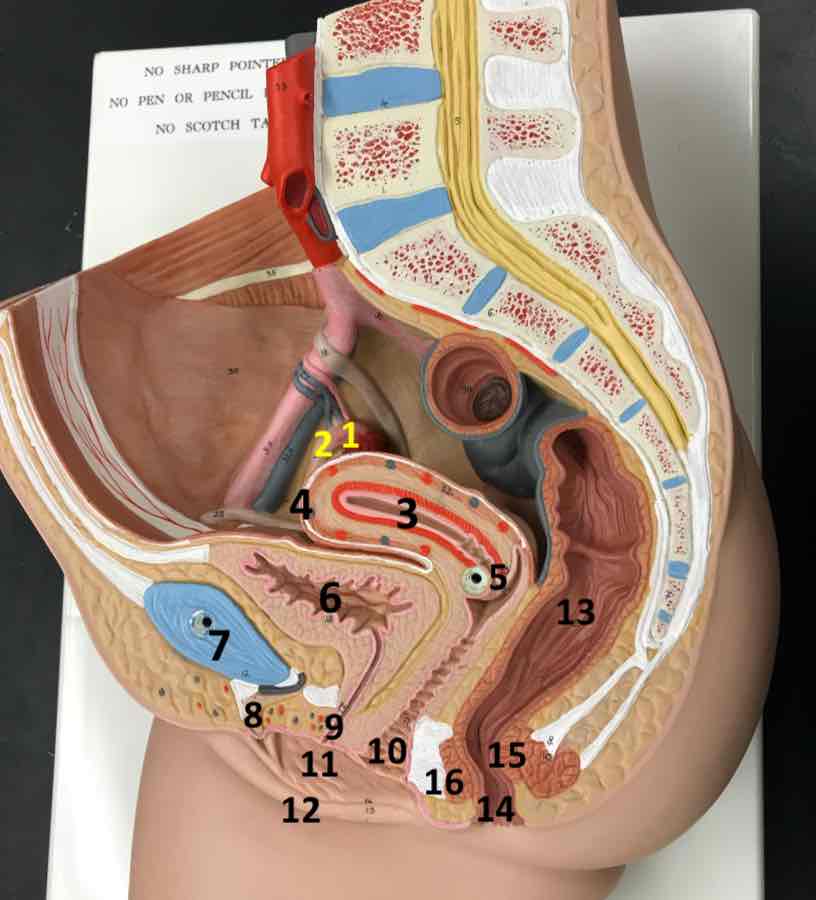 <p>16</p>