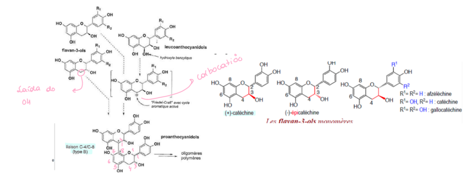 <p>Molécula iniciadora: polímeros de unidades de flavanois. Forma-se um intermediário de carbocatião, reativo no carbono 4, por siada de um oh, e liga-se a outra mol de flavanol (+)-catequina por ligação 4,8 ou 4,6.</p>