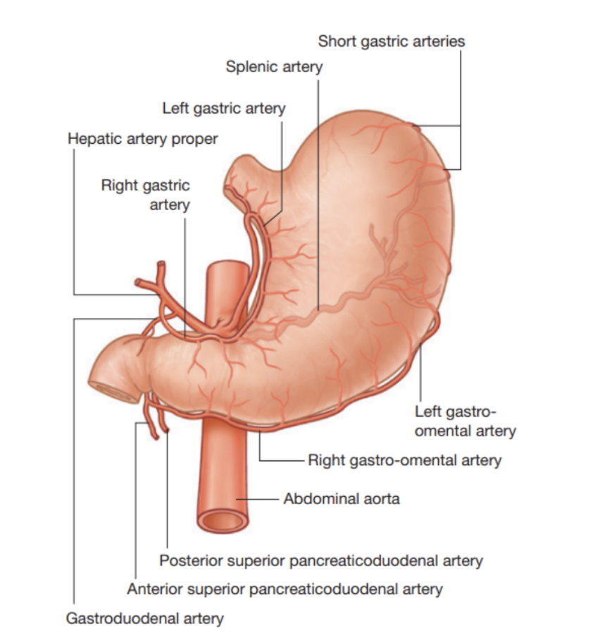 <ul><li><p>Mostly supplied by anastomoses formed along lesser curvature by the right &amp; left gastric arteries, and along greater curvature by right &amp; left gastro-omental (gastroepiploic) arteries, with fundus &amp; upper body receiving blood from short &amp; posterior gastric arteries</p></li><li><p>Specifically —</p><ul><li><p>Left gastric artery from celiac trunk</p></li><li><p>Right gastric artery, often from hepatic artery proper</p></li><li><p>Right gastro-omental artery from gastroduodenal artery </p></li><li><p>Left gastro-omental artery from splenic artery </p></li><li><p>Posterior gastric artery from splenic artery (variant)</p></li></ul></li></ul>