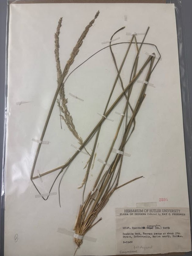 <p>Eragrosteae - Sporobolus compositus - tall dropseed </p>