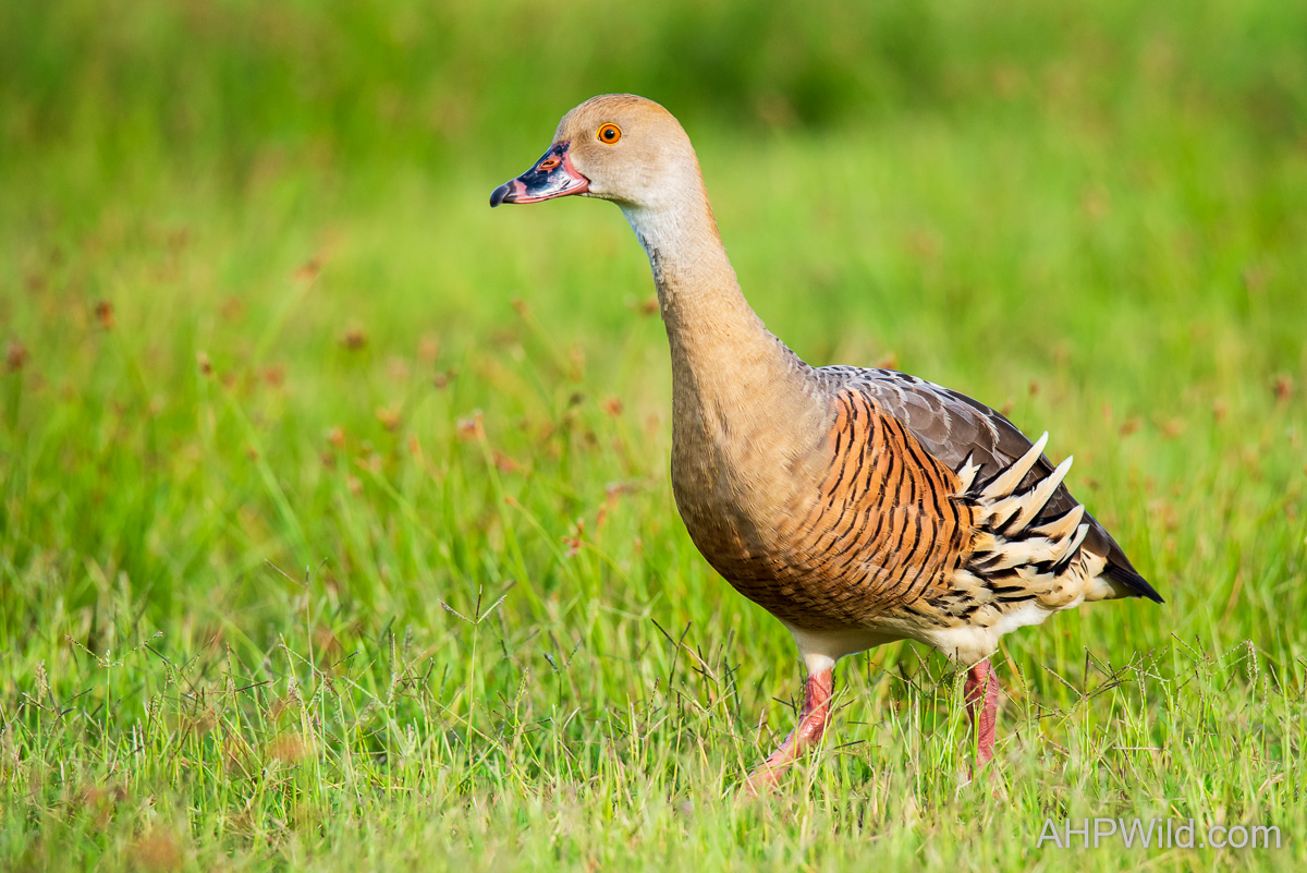 <p>Plumed Whistling Duck</p>