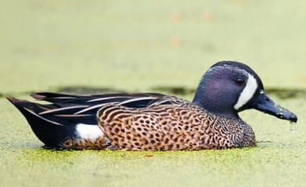 <p>Blue-winged Teal - Order Anseriformes</p>
