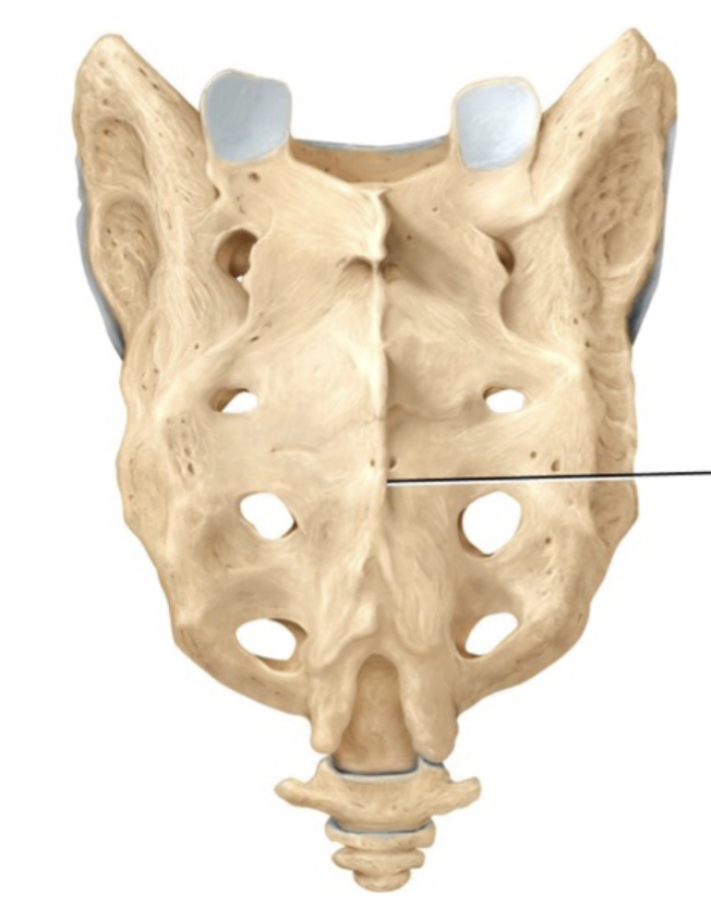 <p>Prominent ridge or elongated process</p>