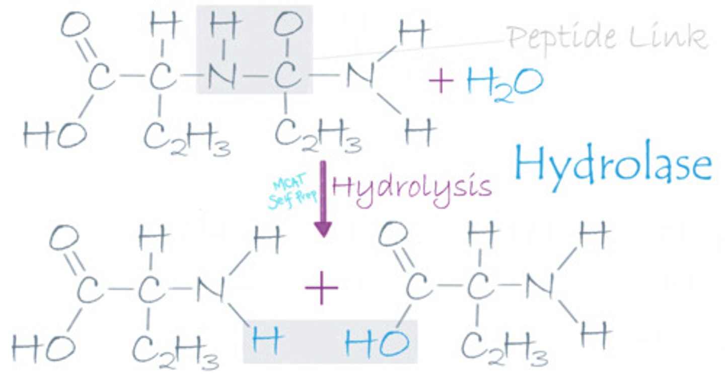 <p>(A) Hydrolase</p><p>A hydrolase enzyme was involved because it used water to break this peptide bond, producing two amino acids. Also note that a hydrolase enzyme that breaks peptide bonds can be called a protease.</p><p>Struggling with the one-letter abbreviations, three-letter abbreviations, structures, and the essential properties of Amino Acids? Learn how to conquer any Amino Acid MCAT question using Andrew's Amino Acid Mastery Course @ https://mcatselfprep.com/course/andrews-amino-acid-mastery-course/</p>