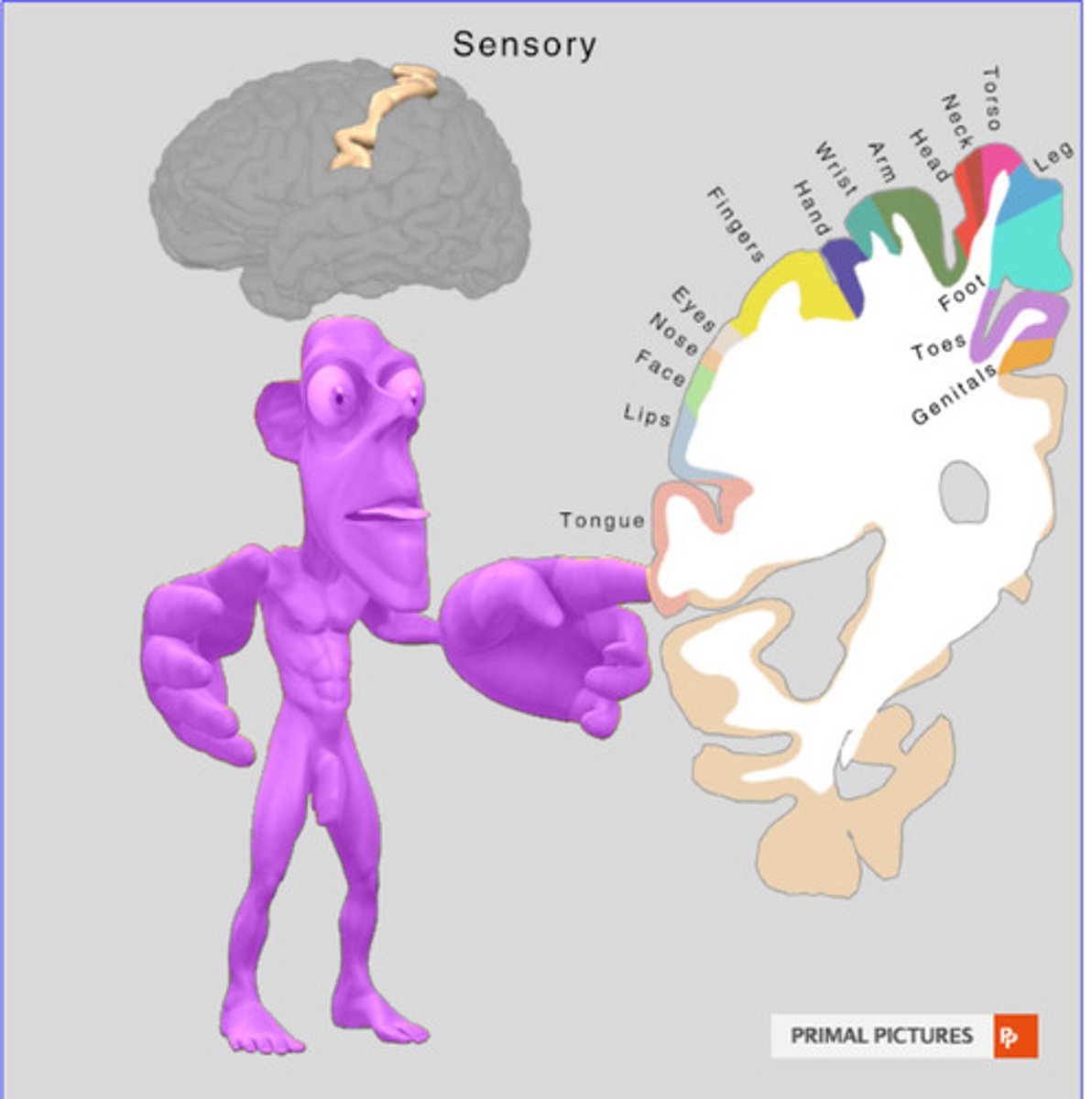 <p>functional map showing somatotopic organization</p>