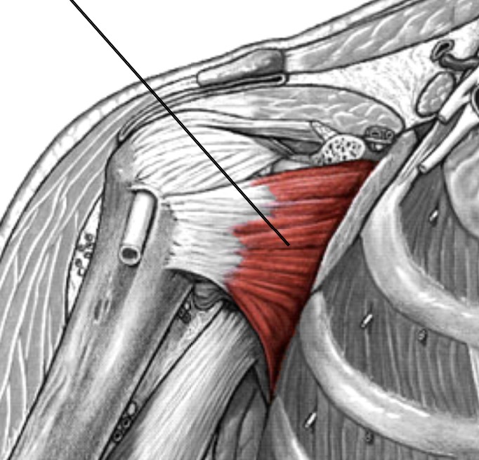 <p>Which muscle of the humerus/shoulder is:</p><ul><li><p>Located at scapula’s subscapular fossa (anterior side)</p></li><li><p>Action: medial rot humerus</p></li><li><p>Nerve: subscapular</p></li></ul><p></p>