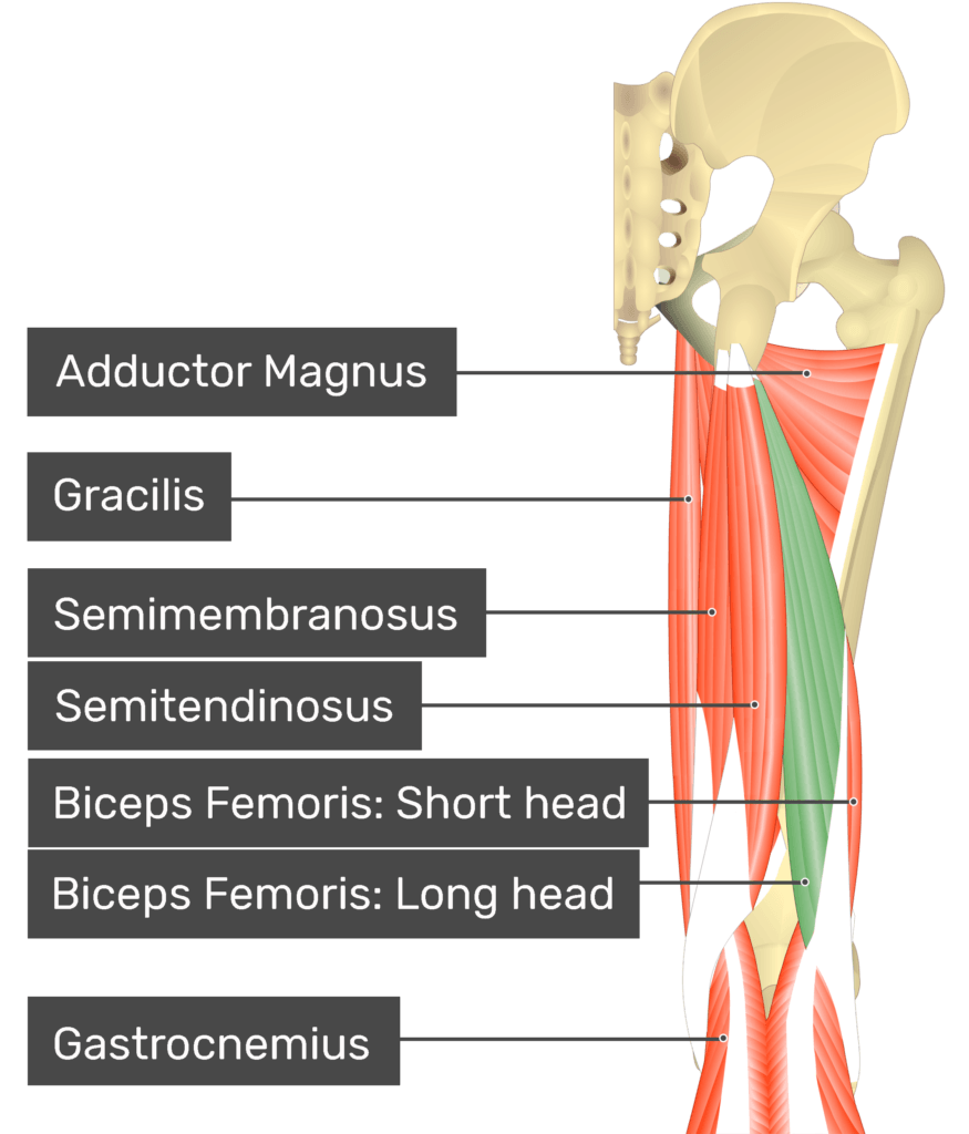<p>Biceps femoris</p>
